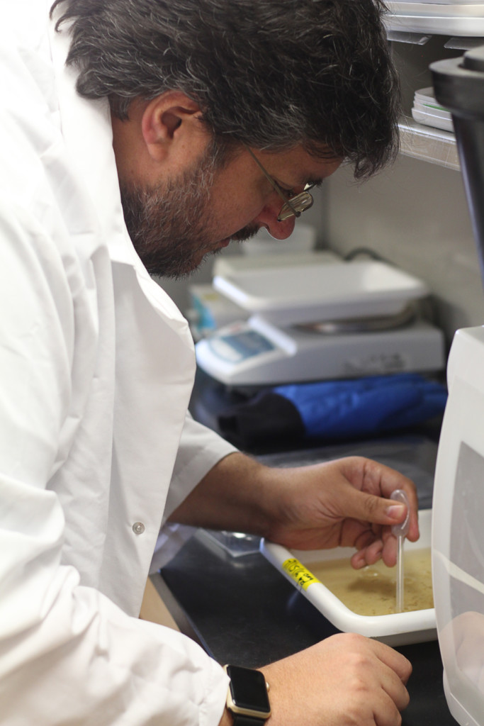 Biology Associate Professor Christopher Vitek extracts mosquito pupae from a dish in the research wing at the Science Building in Edinburg./Gabriel Mata/The Rider