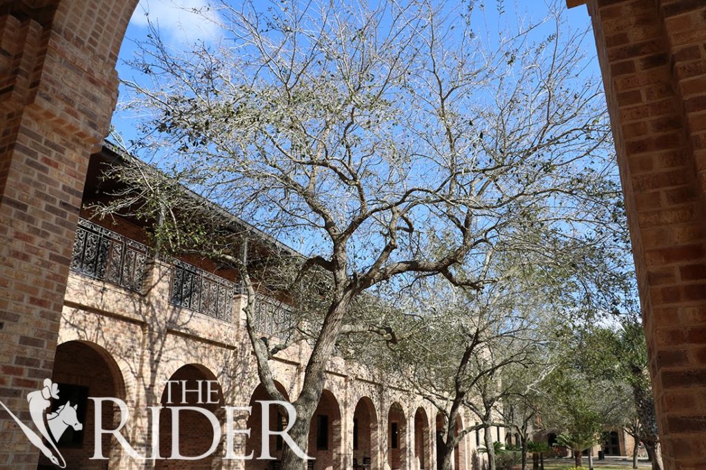 After the inclement weather, many trees died on the Brownsville campus.  Roxanna Miranda/The Rider Photos