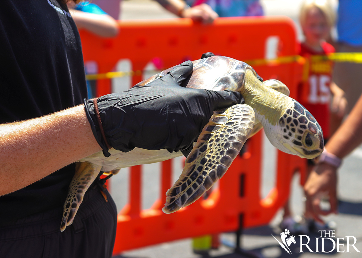 Sea turtles ready to thrive after release on South Padre Island The